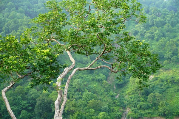 Derin Hendek Odaklı Ağaç Görüntüsü Gökyüzü Görüntüsünden — Stok fotoğraf
