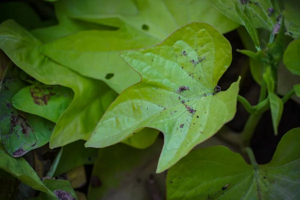 Una Foglia Verde Impianto — Foto Stock