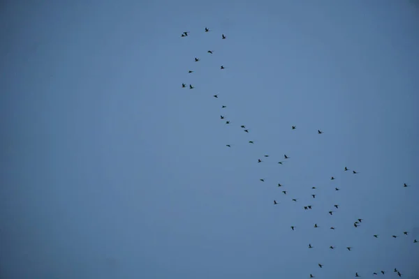 Ομάδα Πτηνών Που Πετούν Στον Ουρανό — Φωτογραφία Αρχείου