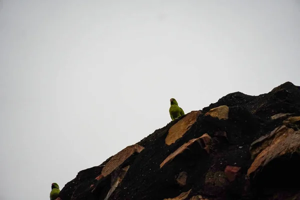Старі Настінні Птахи Сидять Стіні — стокове фото