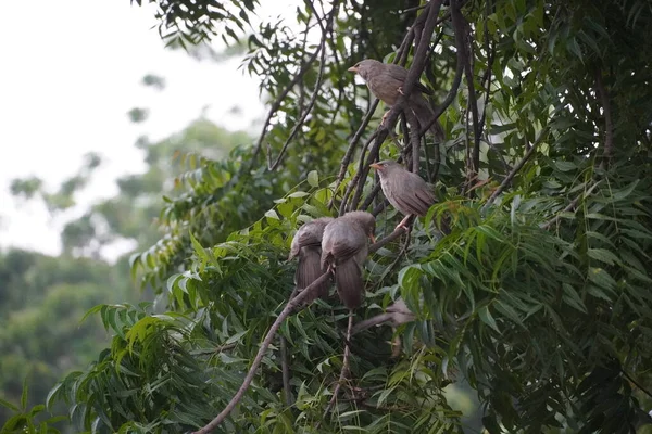 Pájaros Lindos Árbol Sesión Aire Libre —  Fotos de Stock