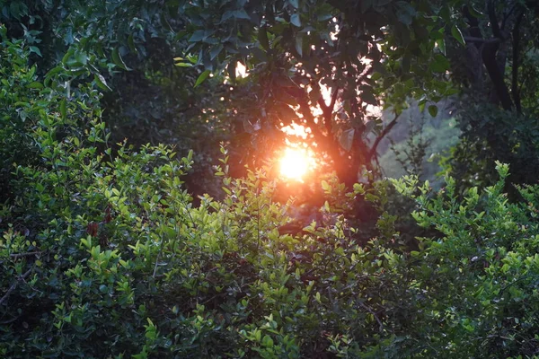 Słońce Wieczorem Parku Obraz — Zdjęcie stockowe