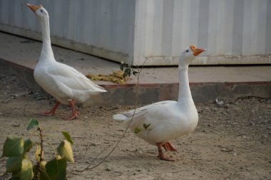 Bir kuğu HD görüntüsü