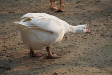 Park resimlerinde Hint Kuğuları Güzel görüntü