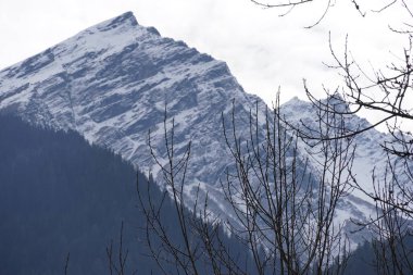 Ağaçların yüksek çözünürlüklü resimleriyle güzel dağlar