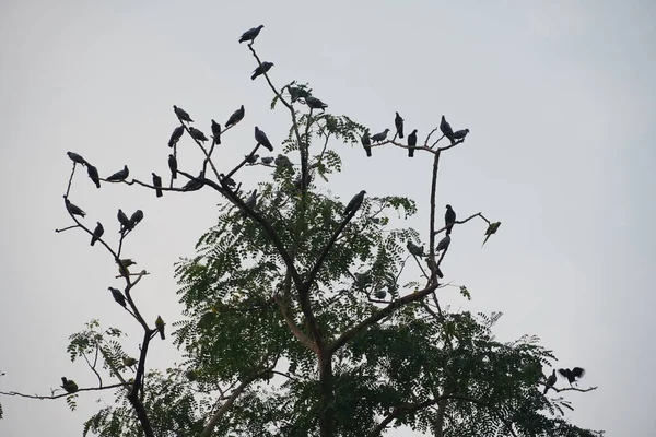 Skupina Ptáků Silueta Stromě — Stock fotografie