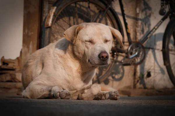 Gözleri Kapalı Kulakları Kıvrık Üzgün Bir Sokak Köpeği — Stok fotoğraf