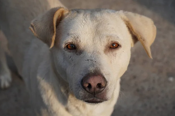 Cane Pazzo Guardati — Foto Stock