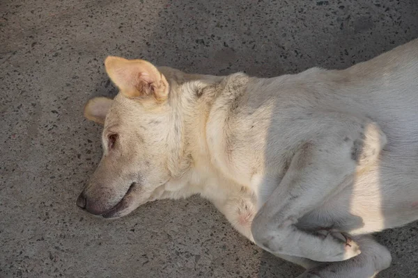 Üzgün Köpek Sokakta Uyuyor — Stok fotoğraf