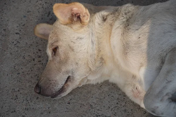 Üzgün Köpek Sokakta Uyuyor — Stok fotoğraf