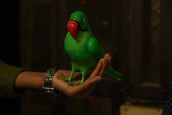 Puppenvogel Parodiert Balck Magic Man — Stockfoto