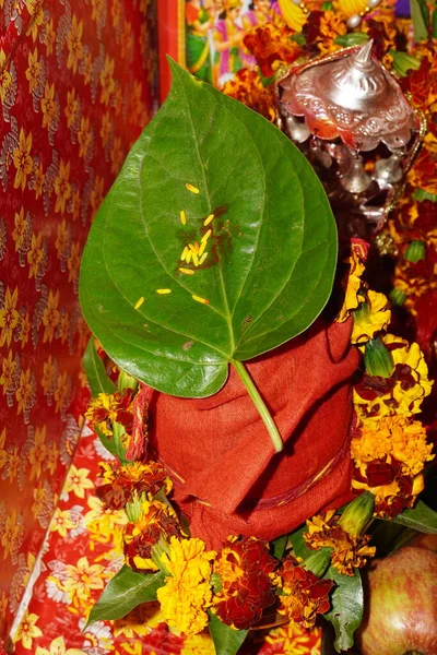 Betel Yaprağı Hint Pooja Imajı Için Paan — Stok fotoğraf
