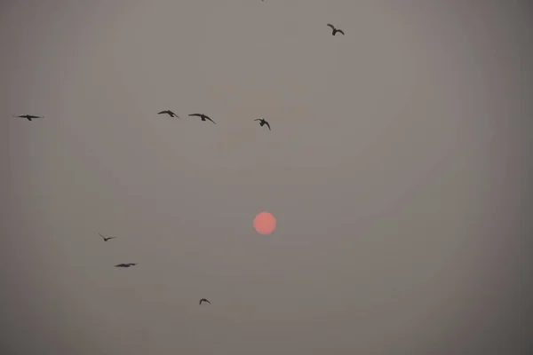 Πρωινή Ηλιοφάνεια Εικόνα Πουλιά — Φωτογραφία Αρχείου