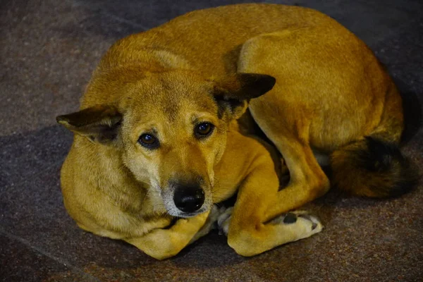 Indiano Strada Cane Immagini Cane Affamato — Foto Stock