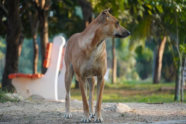 Aç köpek yiyecek buluyor HD Resim