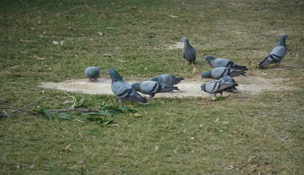 비둘기 먹이를 — 스톡 사진