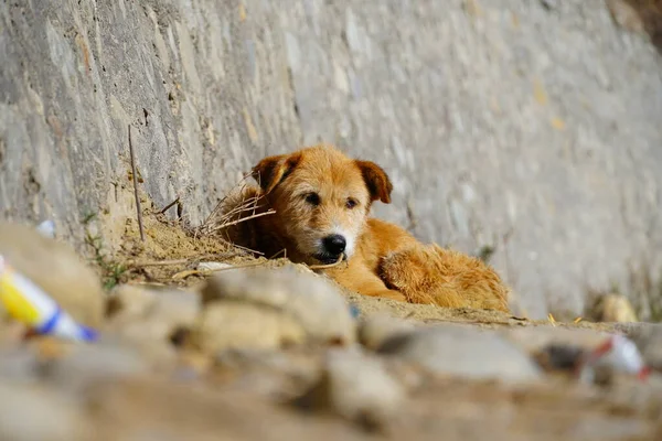 Cane Carino Seduto Sull Immagine Della Strada — Foto Stock