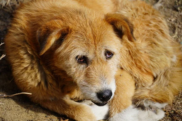 Çok Şirin Bir Köpek Resmi — Stok fotoğraf