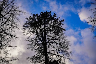 Himachal pradesh resmi görünümü