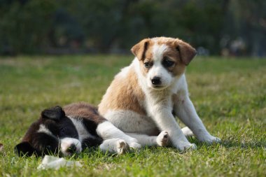 Parkta şirin köpek yavruları imajı var.