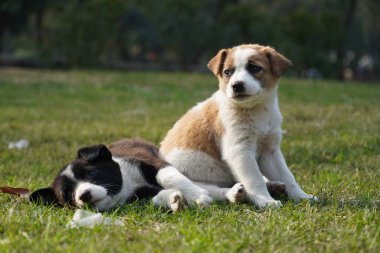 Parkta şirin köpek yavruları imajı var.
