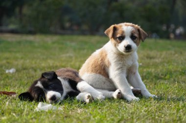 Parkta şirin köpek yavruları imajı var.