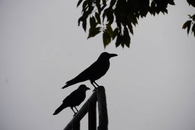 Ağaçtaki bir karga