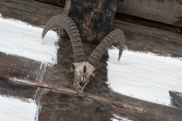 Tierhorn Und Schädel Toter Tiere — Stockfoto