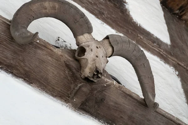 Tierhorn Und Schädel Toter Tiere — Stockfoto