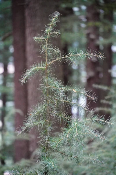 Hoja Del Árbol Acercan Verde —  Fotos de Stock