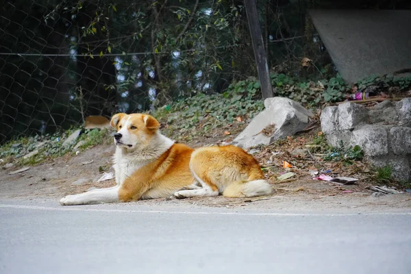 Cute Indian Street Dog Images — Stock Photo, Image