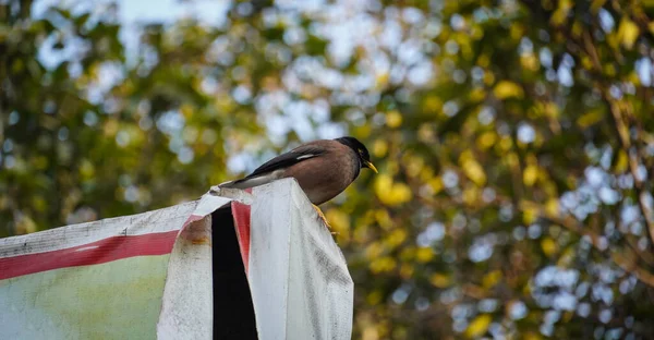 Myna Común Ave Familia Sturnidae —  Fotos de Stock