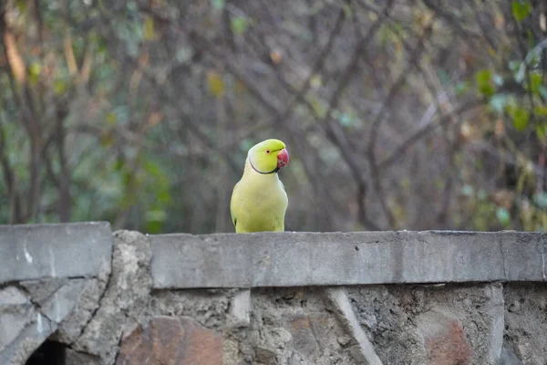 Roztomilý Zelený Papoušek Sedí Zdi — Stock fotografie