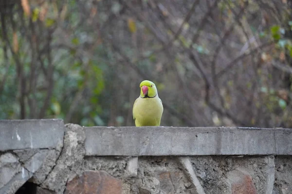 Lindo Loro Verde Sentarse Pared —  Fotos de Stock