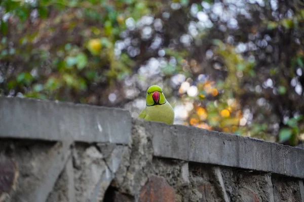 Roztomilý Zelený Papoušek Sedí Zdi — Stock fotografie