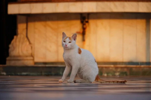 Schattige Kat Zitten Kijken Naar Camera — Stockfoto