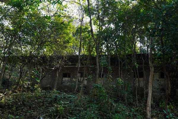 Старі Будинки Зображеннями Лісом Ніхто Живе — стокове фото