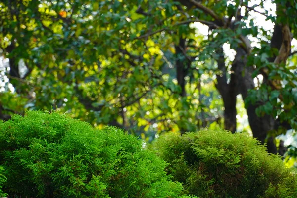 Όμορφο Πράσινο Γρασίδι Εικόνες — Φωτογραφία Αρχείου