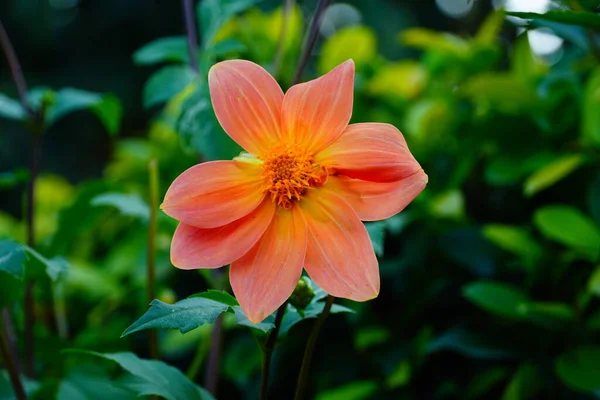 Помаранчева Квітка Парку — стокове фото