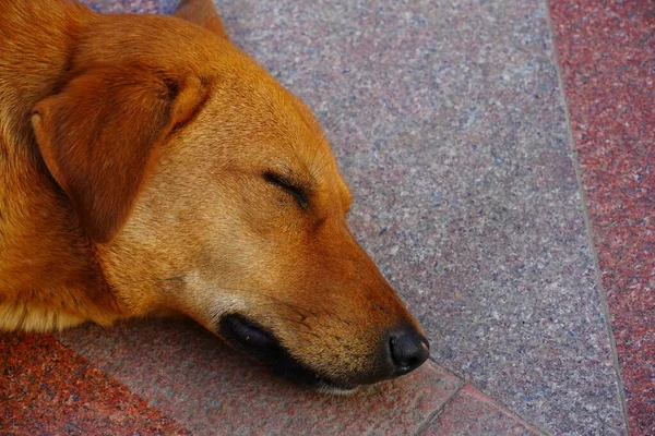 Solo Cane Faccia Immagine Pelo Pelliccia — Foto Stock