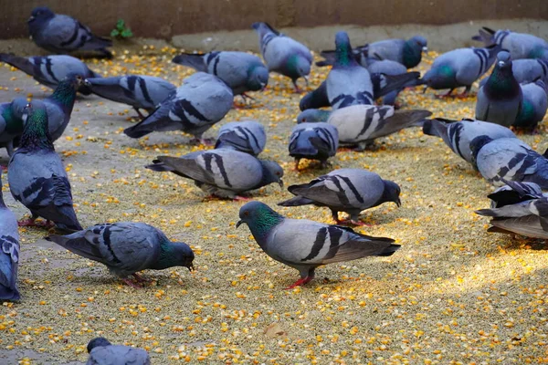 Palomas Comiendo Comida Imagen — Foto de Stock