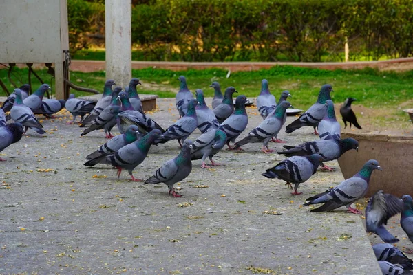 Gołębie Jedzące Jedzenie Obraz — Zdjęcie stockowe