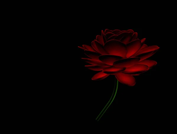 Роуз Изображение Роуз Черном Фоне — стоковое фото