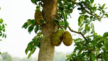 Ağaçta yeşil meyveler