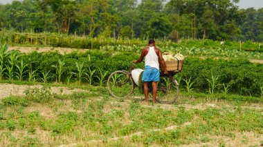 Indian poor farmer standing in agricultural field
