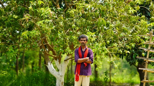 indian farmer with mango tree in the farm