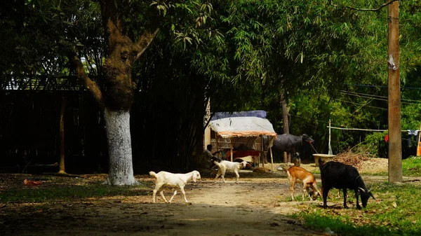 Rural Goat Field — 图库照片