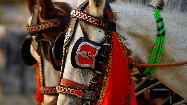 Cavalo Branco Imagem Aldeia — Fotografia de Stock