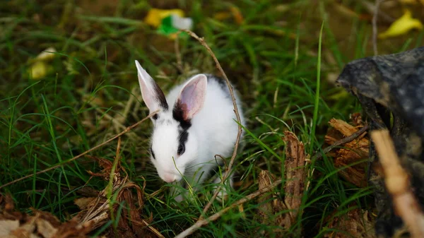 Pamuk Kuyruklu Tavşan Beyaz Tavşan Görüntüsü — Stok fotoğraf