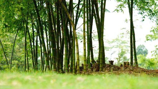 Bambu Ağacı Resmi — Stok fotoğraf